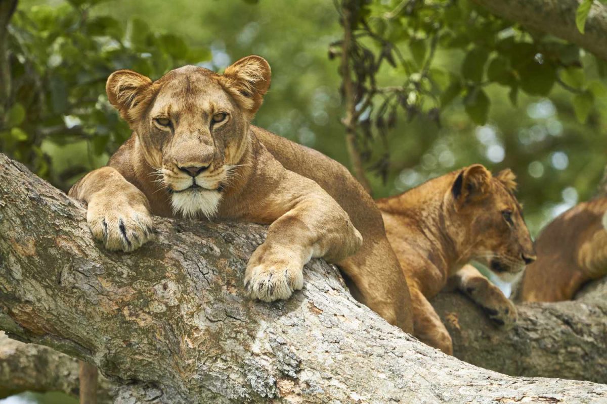 2 Days Queen Elizabeth National Park